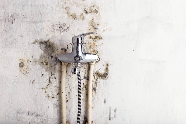 Best Insurance-Related Mold Remediation in Shady Shores, TX