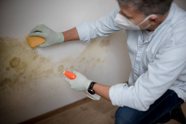 Best Mold Testing and Inspection Services in Shady Shores, TX