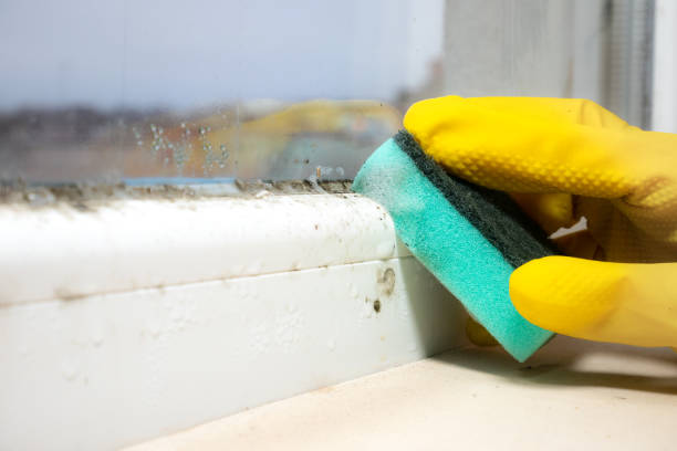 Best Bathroom Mold Remediation in Shady Shores, TX
