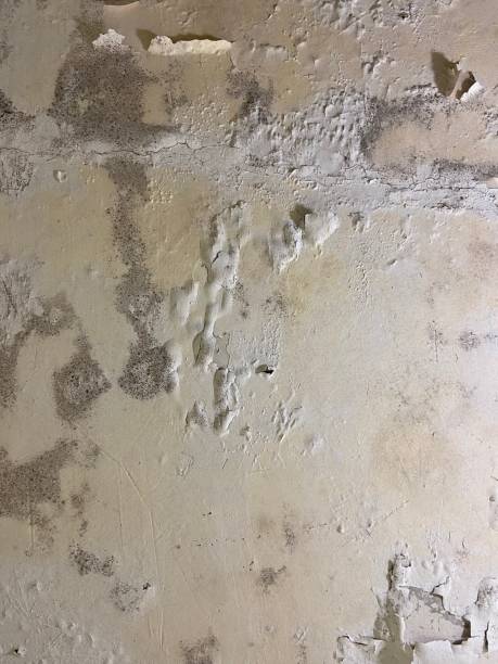 Best Health and Safety Mold Remediation in Shady Shores, TX