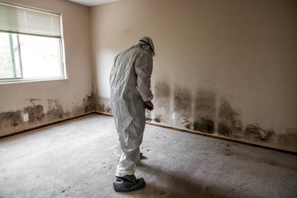 Best Residential Mold Remediation in Shady Shores, TX