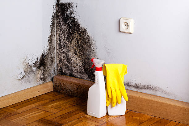 Best Post-Flood Mold Remediation in Shady Shores, TX