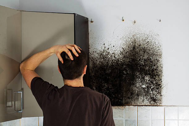 Best Black Mold Remediation in Shady Shores, TX